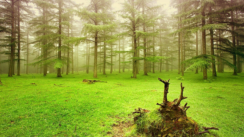 Fondos-de-pantalla-de-naturaleza-ak.jpg